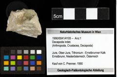 Foto (Objekt + Etiketten) von Decapoda indet. 